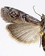 Philocrotona kendalli