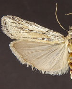 Interjectio columbiella