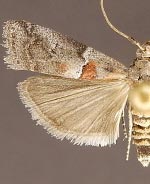 Salebriaria pumilella