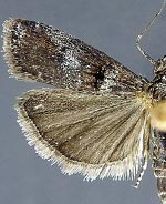 Ortholepis myricella