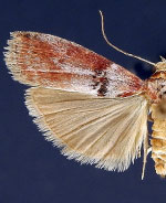 Sciota delassalis