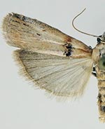 Sciota fernaldi