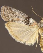 Sciota inconditella