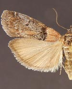 Sciota tarmitalis