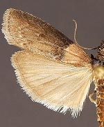 Sciota levigatella