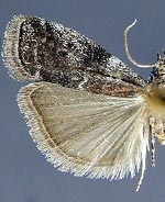 Sciota crassifasciella