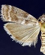 Actrix dissimulatrix