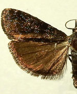 Pyla scintillans