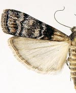 Dioryctria delectella