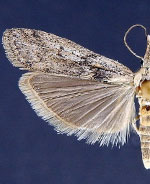 Maricopa lativittella