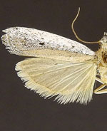 Anderida sonorella