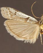 Homoeosoma albescentella