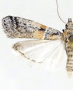 Rostrolaetilia nigromaculella