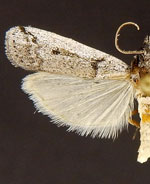 Rumatha glaucatella