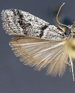 Vitula setonella