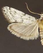 Bethulia championella