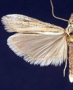 Bandera cupidinella