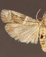 Erelieva parvulella