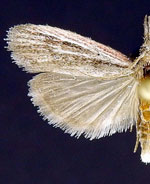 Peoria insularis