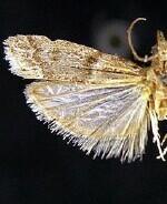 Goya stictella