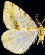 Macaria helena