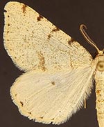 Macaria helena