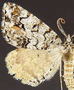 Macaria graphidaria