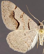 Digrammia yavapai