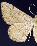 Digrammia puertata