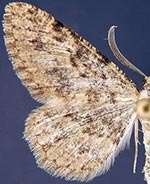 Pterotaea crickmeri