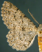 Mericisca perpictaria