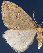 Paleacrita merriccata