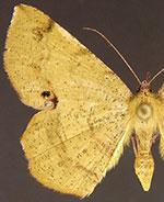 Erastria decrepitaria