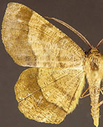 Erastria decrepitaria