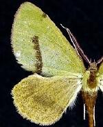 Erastria viridirufaria