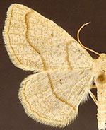 Destutia flumenata