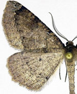 Nepytia disputata