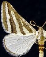 Euaspilates spinataria