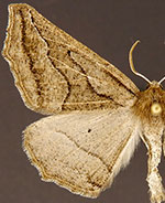 Tetracis formosa