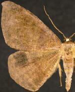 Oxydia cubana