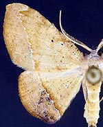 Patalene epionata