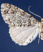 Tesiophora entephros