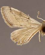 Euacidalia sericearia