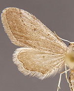 Euacidalia quakerata