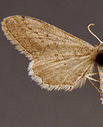 Euacidalia quakerata