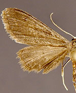 Protoproutia laredoata