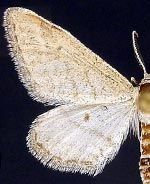 Lobocleta lanceolata