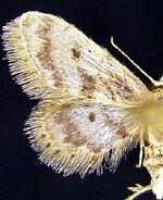 Idaea bonifata