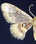 Idaea scintillularia