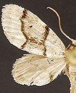 Idaea insulensis